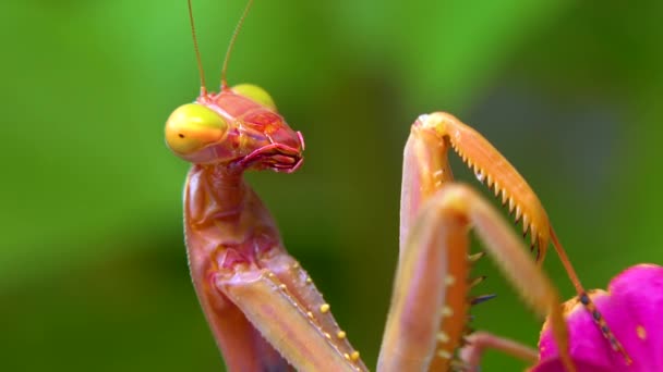 Predador Ataca Insetos Louva Deus Mantis Religiosa Insecto Família Mantidae — Vídeo de Stock