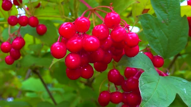 Červené Bobule Jedlých Léčivých Viburnum Pozadí Zelených Listů — Stock video