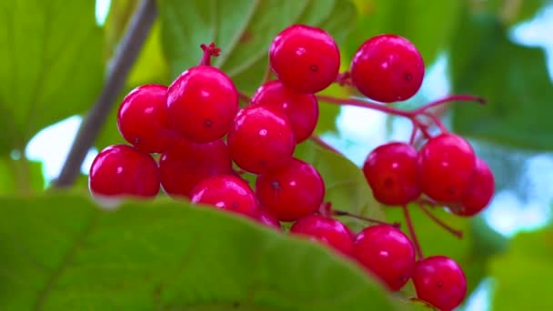 Красные Ягоды Съедобного Лекарственного Вибурнума Фоне Зеленых Листьев — стоковое видео