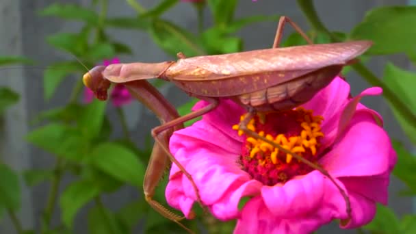 プレデターは昆虫を捕食する ヨーロッパのマンティス Mantis Ligiosa マンティデー家の大きな昆虫です — ストック動画