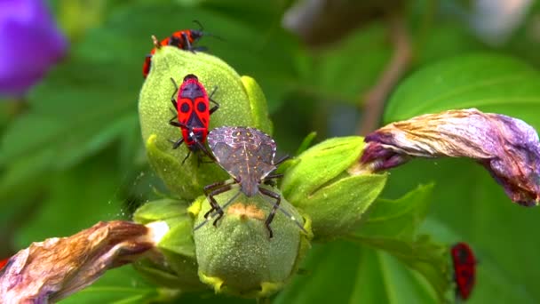 Vuurwants Pyrrhocoris Apterus Insecten Zuigen Sappen Uit Kaasjeskruid — Stockvideo