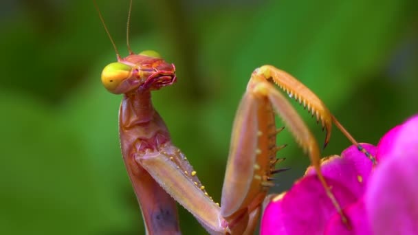 Rovdjur Jagar Insekter Den Europeiska Mantisen Mantis Religiosa Stor Insekt — Stockvideo