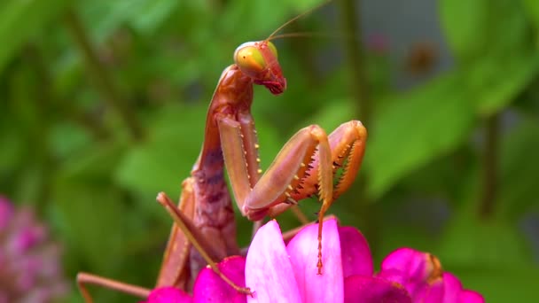 プレデターは昆虫を捕食する ヨーロッパのマンティス Mantis Ligiosa マンティデー家の大きな昆虫です — ストック動画