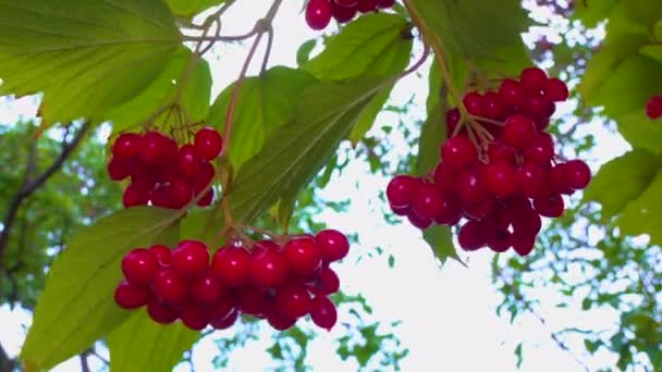Piros Bogyók Ehető Gyógyászati Viburnum Háttér Zöld Levelek — Stock videók