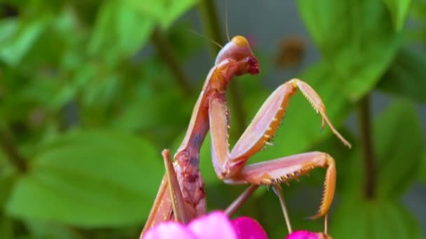 Rovdjur Jagar Insekter Den Europeiska Mantisen Mantis Religiosa Stor Insekt — Stockvideo
