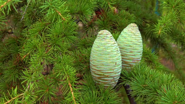 Cône Cèdre Libanais Cedrus Libani Sur Fond Aiguilles Vertes — Video