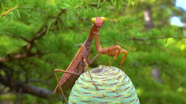 Rovdjur Jagar Insekter Den Europeiska Mantisen Mantis Religiosa Stor Insekt — Stockvideo