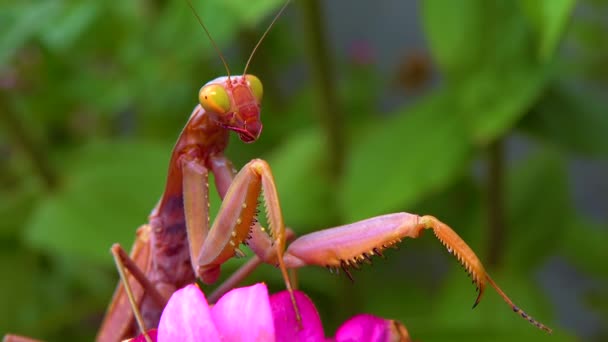포식자는 곤충을 잡아먹습니다 사마귀 European Mantis Mantis Religiosa 당과에 속하는 — 비디오