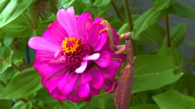 Yırtıcı hayvanlar böcekleri avlar. Mantidae familyasından büyük bir böcek türü olan Mantidae familyasından bir peygamberdevesidir. 