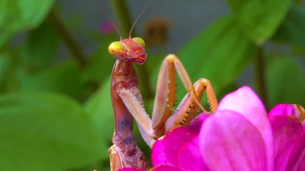 Predátoři Loví Hmyz Evropská Kudlanka Mantis Religiosa Velký Hmyz Čeledi — Stock video