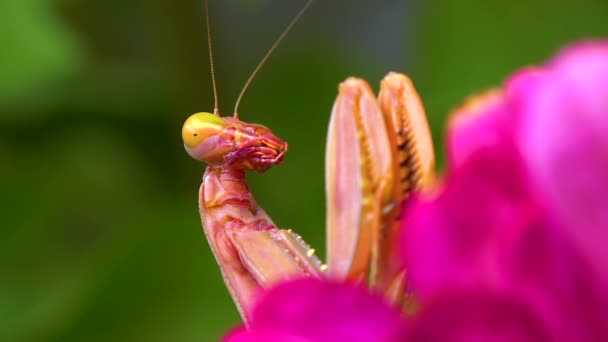 Κυνηγός Κυνηγά Έντομα Ευρωπαϊκό Μάντις Mantis Religiosa Είναι Ένα Μεγάλο — Αρχείο Βίντεο