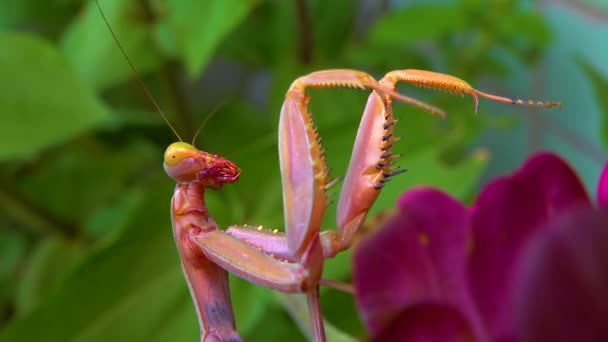 포식자는 곤충을 잡아먹습니다 사마귀 European Mantis Mantis Religiosa 당과에 속하는 — 비디오