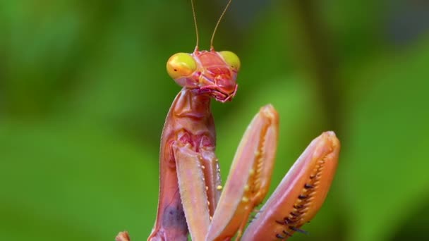 Rovdjur Jagar Insekter Den Europeiska Mantisen Mantis Religiosa Stor Insekt — Stockvideo