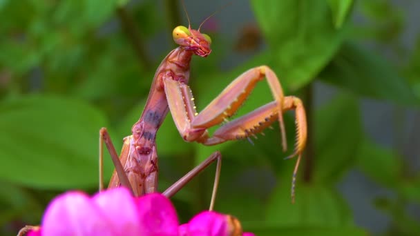 Die Gottesanbeterin Mantis Religiosa Das Raubtier Jagt Insekten Blickt Direkt — Stockvideo