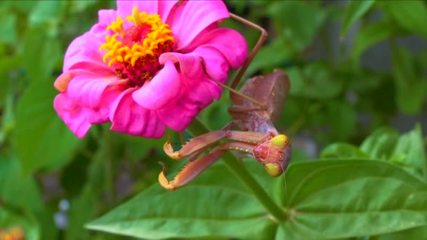 ヨーロッパのマンティス Mantis Ligiosa 捕食者は昆虫を狩りカメラに直接目を向け接近中 — ストック動画