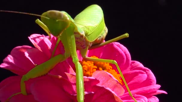 Die Gottesanbeterin Mantis Religiosa Das Raubtier Jagt Insekten Blickt Direkt — Stockvideo