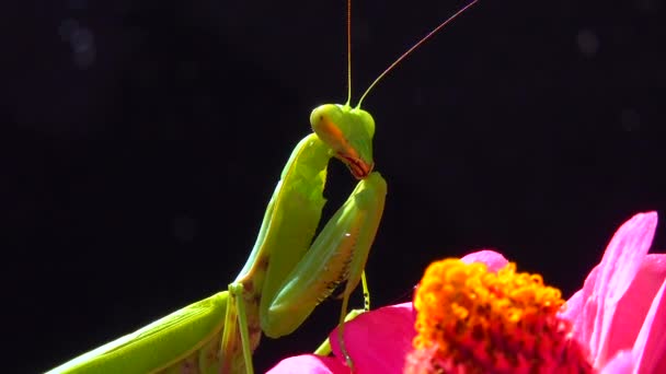 Europese Bidsprinkhaan Mantis Religiosa Het Roofdier Jaagt Insecten Kijkt Direct — Stockvideo