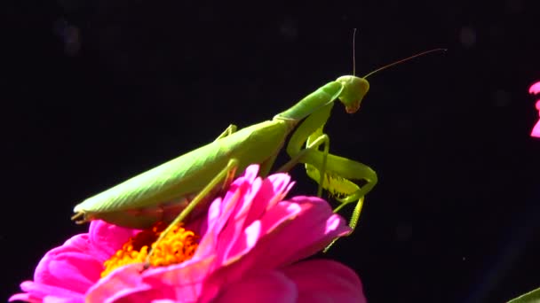 Ευρωπαϊκό Μάντις Mantis Religiosa Αρπακτικό Κυνηγάει Έντομα Κοιτάζει Κατευθείαν Στην — Αρχείο Βίντεο