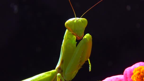 European Mantis Mantis Religiosa Depredador Caza Insectos Mira Directamente Cámara — Vídeo de stock