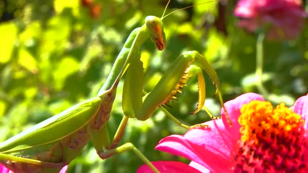 Europese Bidsprinkhaan Mantis Religiosa Het Roofdier Jaagt Insecten Kijkt Direct — Stockvideo