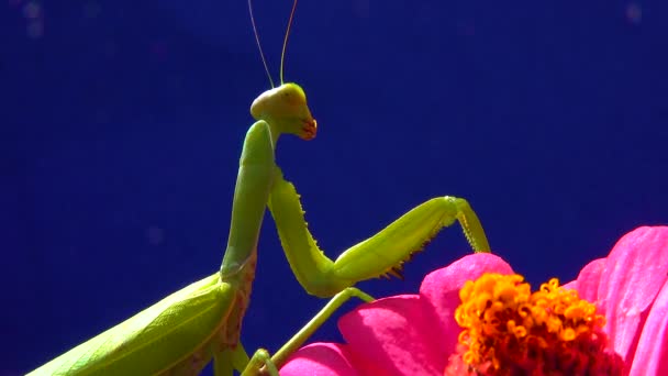 사마귀 Mantis Religiosa 포식자는 곤충을 합니다 카메라를 가까이 — 비디오