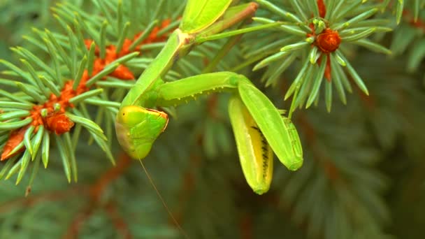 포식자 사마귀 Mantis Religiosa 포식자가 크리스마스 트리에서 사냥하고 있습니다 — 비디오