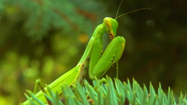 绿色掠食者欧洲螳螂 Mantis Religiosa 掠食者在一棵绿色的圣诞树上捕猎 — 图库视频影像