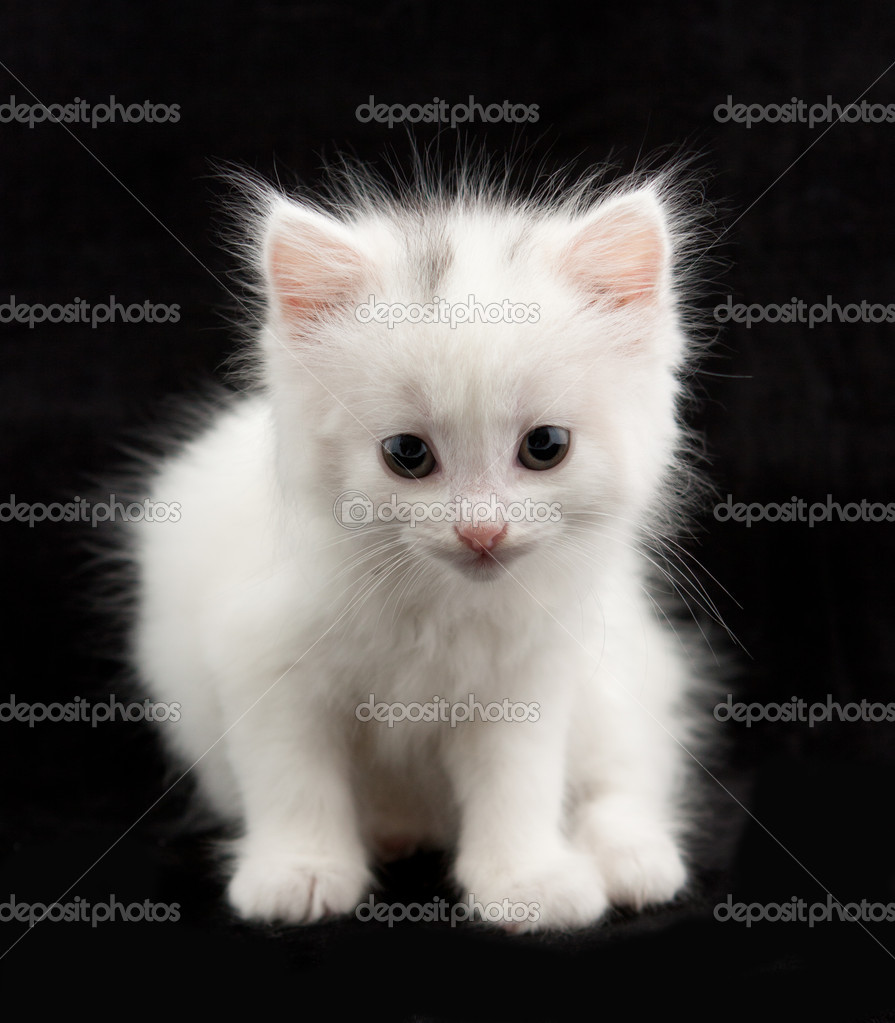 tiny white kitten