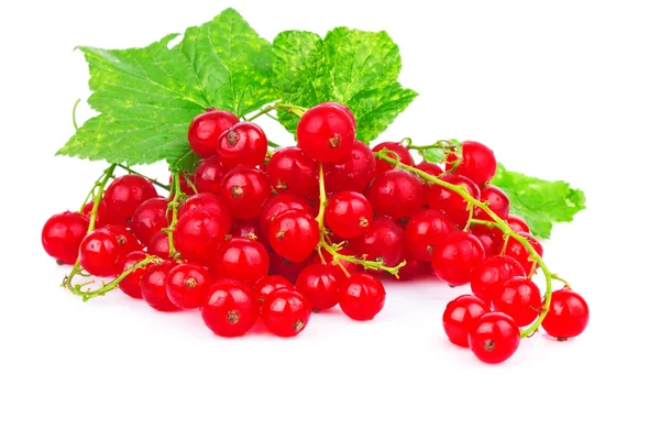 Red currant — Stock Photo, Image