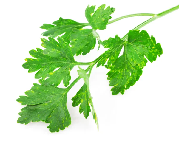 Green parsley — Stock Photo, Image