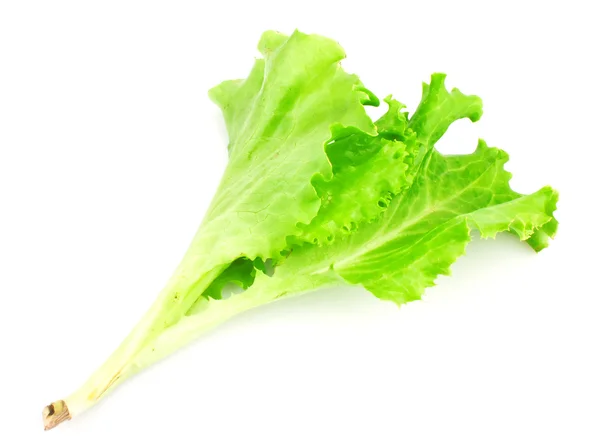 Green leaves of lettuce salad — Stock Photo, Image