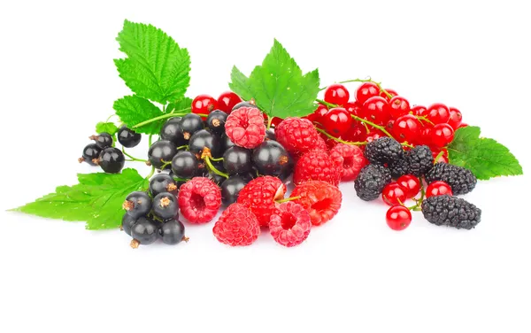 Kırmızı ve siyah berry — Stok fotoğraf