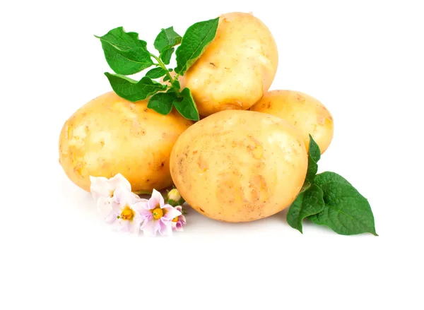 Jonge aardappel — Stockfoto