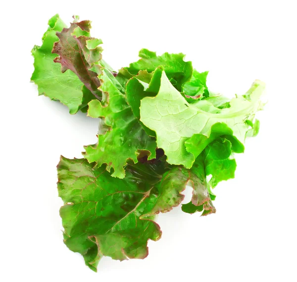 Red leaves of lettuce salad — Stock Photo, Image
