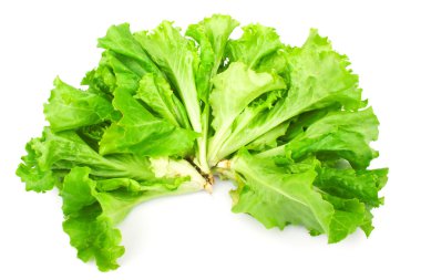 yeşil yaprak marul salatası