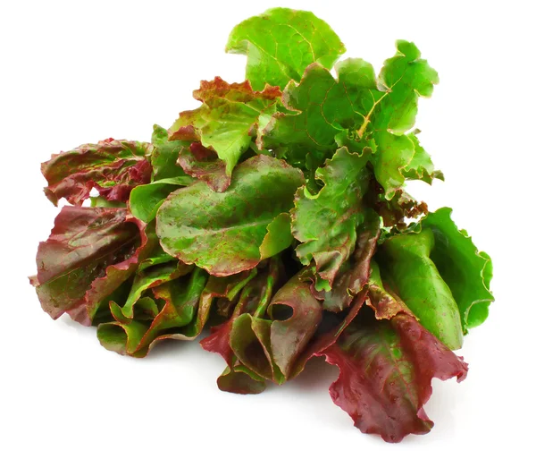 Red leaves of lettuce salad — Stock Photo, Image