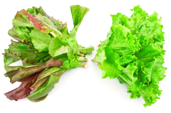 Yeşil yaprak marul salatası — Stok fotoğraf
