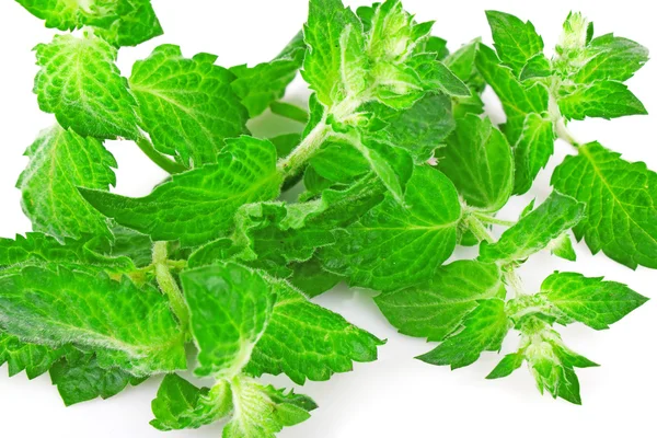 Fresh mint background — Stock Photo, Image