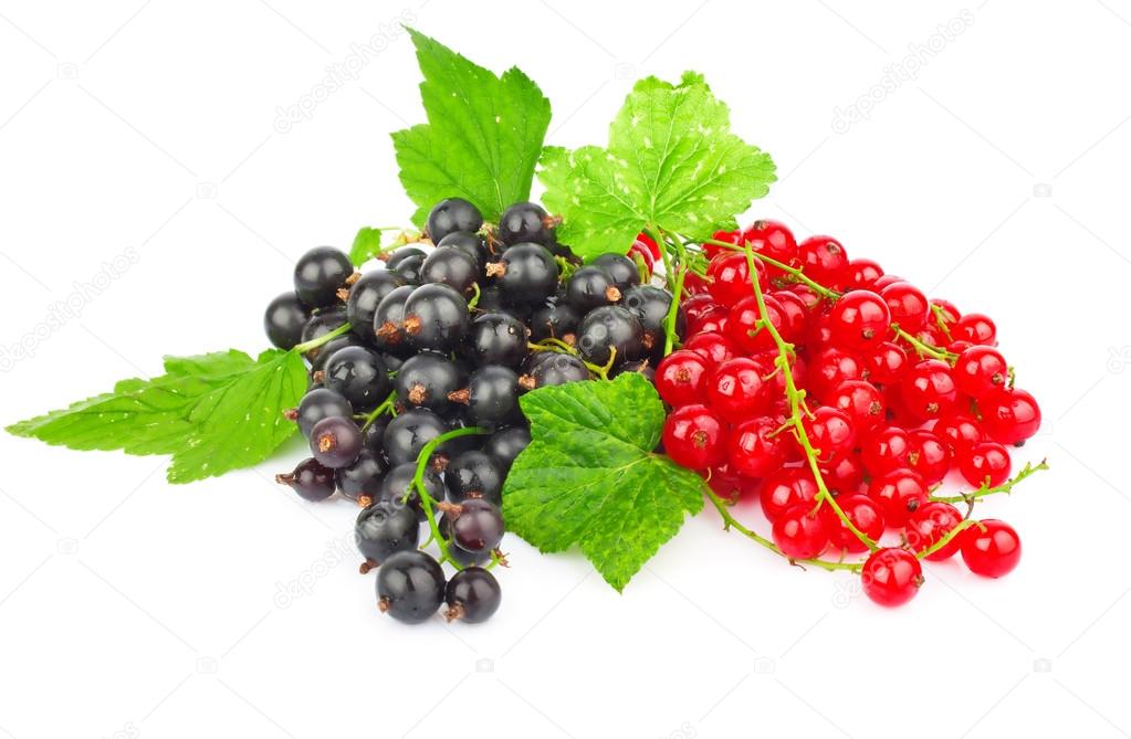 Rote und schwarze Johannisbeere — Stockfoto © tinnko #12580074