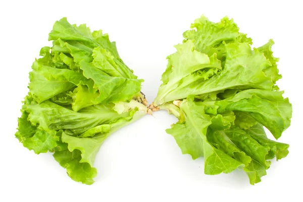 Green leaves of lettuce salad — Stock Photo, Image