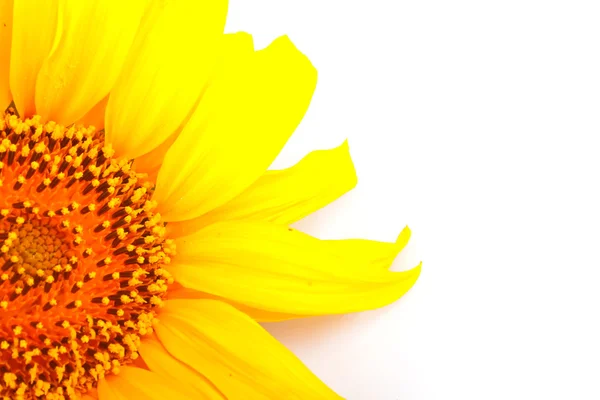 Girasole — Foto Stock