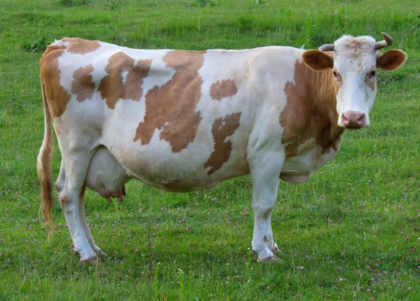 Big cow — Stock Photo, Image