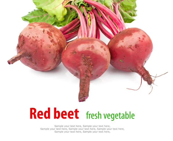 Remolacha roja fresca & texto — Foto de Stock