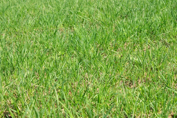 Grön gräsmatta — Stockfoto