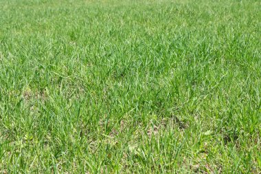 Yeşil Çim