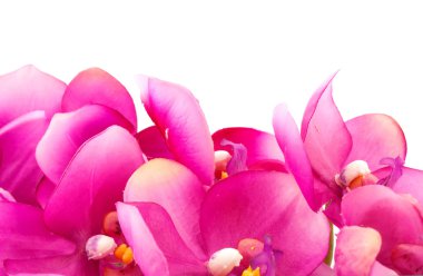 Pembe orkide çiçeği.