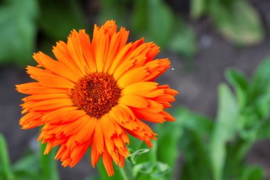 Turuncu bahar çiçek