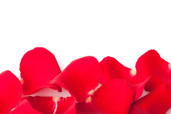 Red roses petals Royalty Free Stock Photos