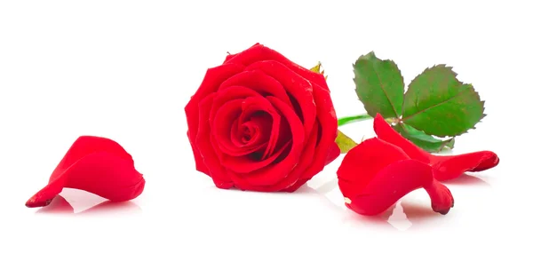 与落满花瓣的红玫瑰 — 图库照片