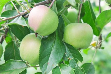 elma yaprak dalı ile